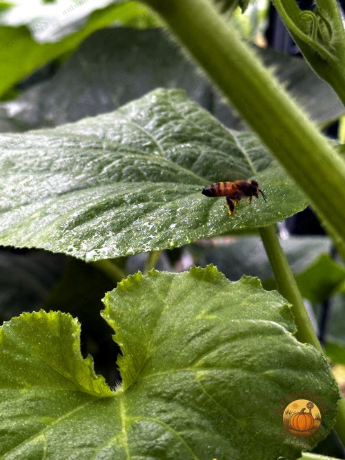 Honeybee in flight beside green garden leaves - Kansas microfarm pollinator photo