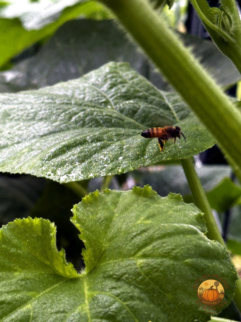 Honeybee in flight beside green garden leaves - Kansas microfarm pollinator photo