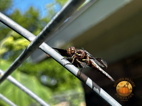 Dragonfly perched on a wire garden fence in summer sun - Kansas microfarm wildlife photo