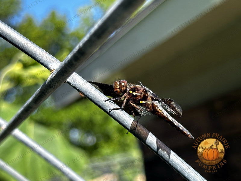 Dragonfly perched on a wire garden fence in summer sun - Kansas microfarm wildlife photo