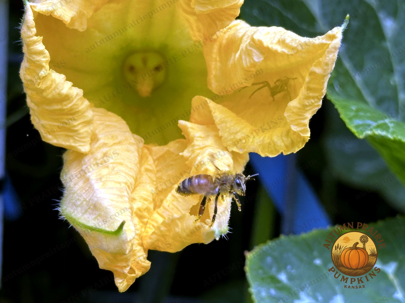 Bee gathering pollen in a squash blossom - Autumn Prairie microfarm, Kansas
