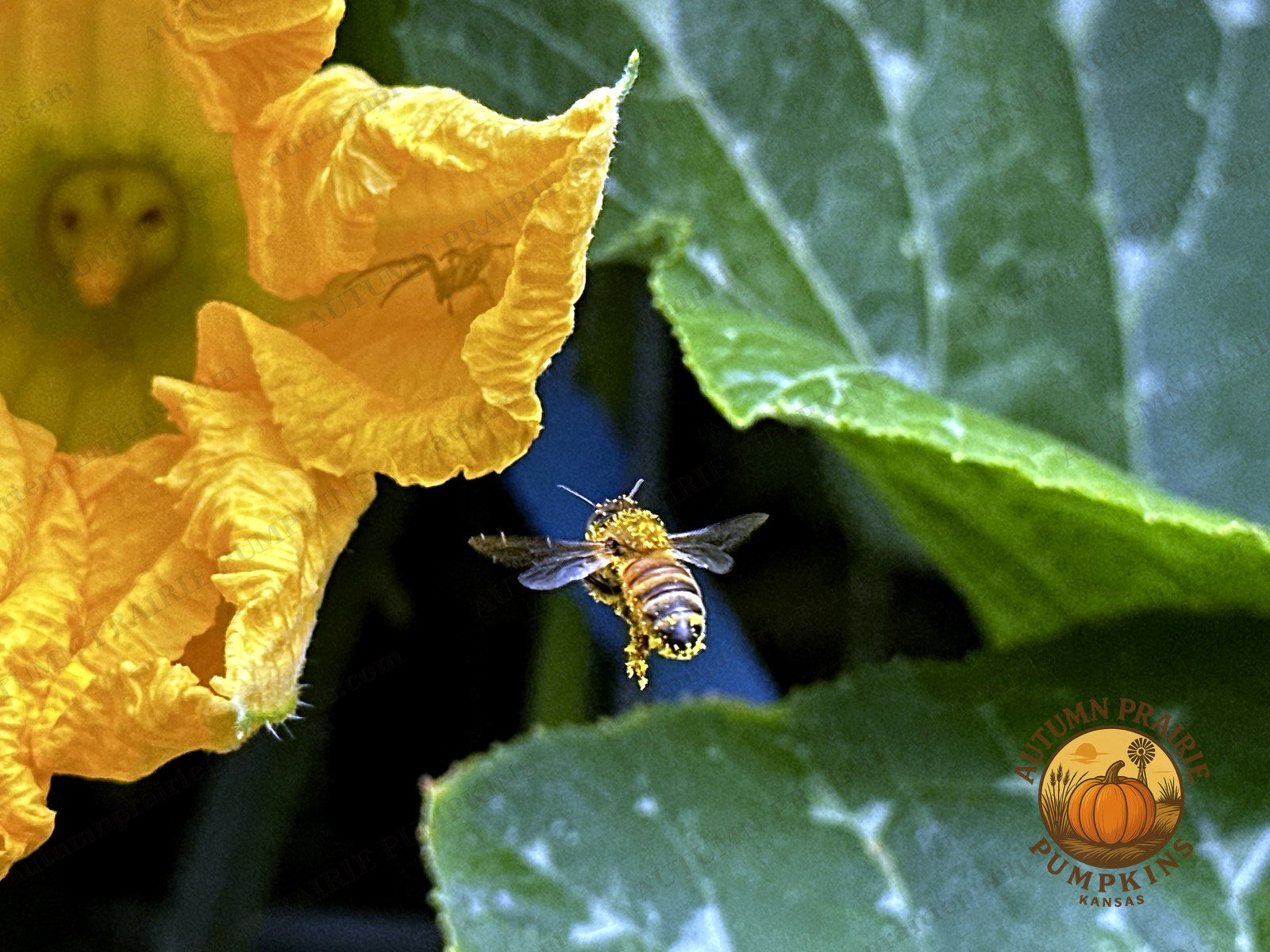 Pollen-dusted bee in flight - Autumn Prairie microfarm, Kansas