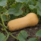 Atlas Butternut Squash, growing among squash vines with natural soil on the rind