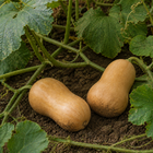 Atlas Butternut Squash, resting on garden soil beneath squash leaves
