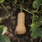 Atlas Butternut Squash, viewed from above among vines and uneven garden soil