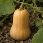 Atlas Butternut Squash, close-up of the rind with light soil marks and natural surface texture