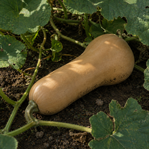 Atlas Butternut Squash, nestled among patch vines and broad squash leaves