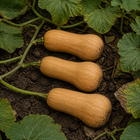 Atlas Butternut Squash, in a garden patch with lightly dirty rind and weathered foliage