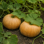 Autumn Buckskin F1 Pumpkin, resting on garden soil beneath squash leaves