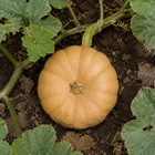 Autumn Buckskin F1 Pumpkin, viewed from above among vines and uneven garden soil
