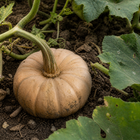 Autumn Buckskin F1 Pumpkin, close-up of the rind with light soil marks and natural surface texture