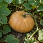 Autumn Buckskin F1 Pumpkin, nestled among patch vines and broad squash leaves