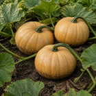 Autumn Buckskin F1 Pumpkin, in a garden patch with lightly dirty rind and weathered foliage
