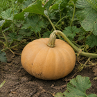 Autumn Buckskin Pumpkin, growing among squash vines with natural soil on the rind
