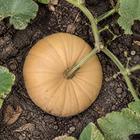 Autumn Buckskin Pumpkin, viewed from above among vines and uneven garden soil