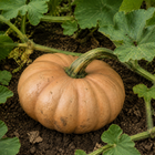 Autumn Buckskin Pumpkin, close-up of the rind with light soil marks and natural surface texture