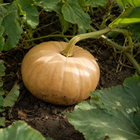 Autumn Buckskin Pumpkin, nestled among patch vines and broad squash leaves