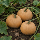 Autumn Buckskin Pumpkin, in a garden patch with lightly dirty rind and weathered foliage