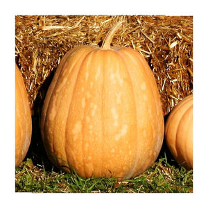 Vine borer resistant squash seeds and prairie coffee gift set - heirloom Kansas garden bundle