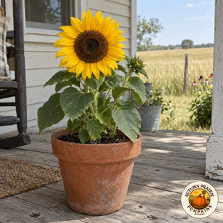 Illustrative image of compact Balcony Beauty sunflower growing in a terracotta pot