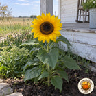 Illustrative image of a dwarf Balcony Beauty sunflower blooming beside a farmhouse