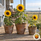 Illustrative image of three Balcony Beauty sunflowers growing in porch containers