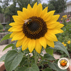 Illustrative close view of a bee on a golden Balcony Beauty sunflower bloom