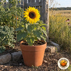 Illustrative image of a potted Balcony Beauty sunflower beside a prairie garden