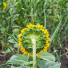 Prairie Sunflower Collection - Mammoth sunflower variety - giant heirloom sunflower seeds