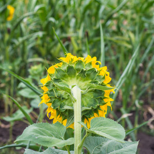 Prairie Sunflower Collection - Mammoth sunflower variety - giant heirloom sunflower seeds