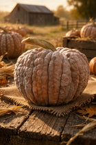 Black Futsu squash harvest - Japanese heirloom pumpkin from Weird & Wonderful Bundle