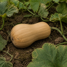 Block Party Butternut Squash, growing among squash vines with natural soil on the rind