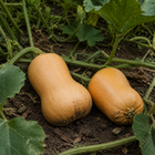 Block Party Butternut Squash, resting on garden soil beneath squash leaves
