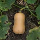 Block Party Butternut Squash, viewed from above among vines and uneven garden soil