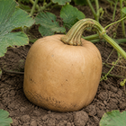 Block Party Butternut Squash, close-up of the rind with light soil marks and natural surface texture