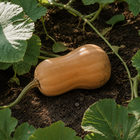 Block Party Butternut Squash, nestled among patch vines and broad squash leaves