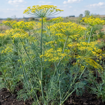 Bouquet Dill plant in a Kansas garden, gallery image 1