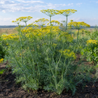 Bouquet Dill plant in a Kansas garden, gallery image 2