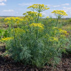 Bouquet Dill plant in a Kansas garden, gallery image 3