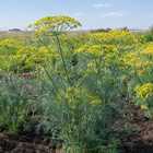 Bouquet Dill plant in a Kansas garden, gallery image 4