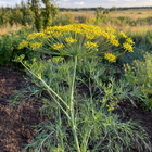Bouquet Dill plant in a Kansas garden, gallery image 5