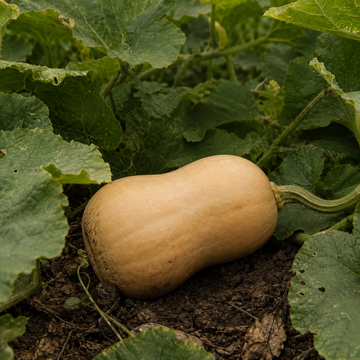 Butterbaby Butternut Squash, growing among squash vines with natural soil on the rind