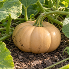Butterkin F1 squash seeds - buff flattened fruit on the vine - F1 hybrid