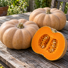 Butterkin F1 squash seeds - cut fruit with dark orange flesh - F1 hybrid