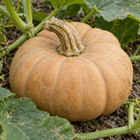 Butterkin F1 squash seeds - mature rind and stem detail - F1 hybrid