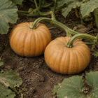 Butterkin Squash, resting on garden soil beneath squash leaves