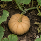 Butterkin Squash, viewed from above among vines and uneven garden soil
