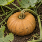 Butterkin Squash, close-up of the rind with light soil marks and natural surface texture
