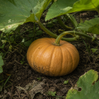 Butterkin Squash, nestled among patch vines and broad squash leaves