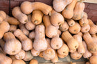 Waltham butternut squash growing in field - Kansas heirloom seed variety